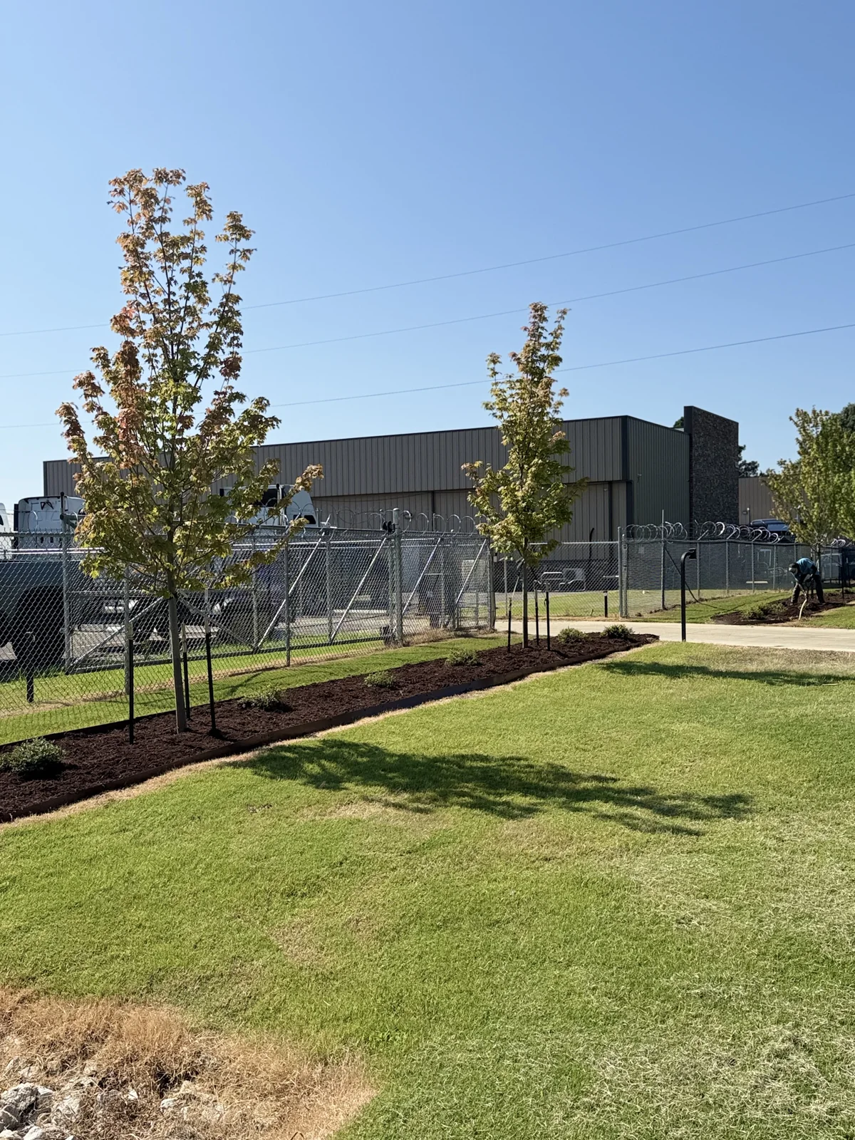 Trees and shrubs in a neatly edged mulch bed beside a lawn