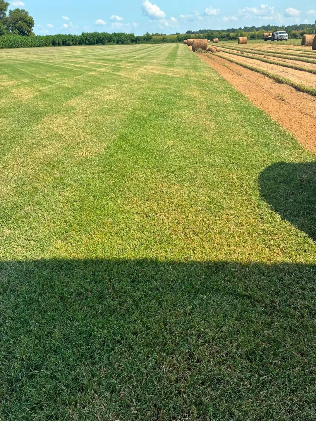 Sod field with harvested strips, a dirt track, and equipment shadows
