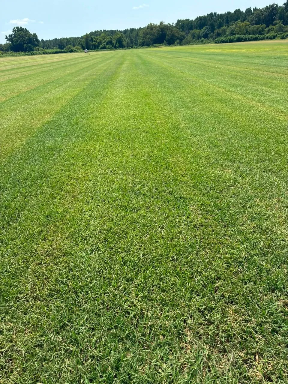 Green sod field stretching toward a tree line