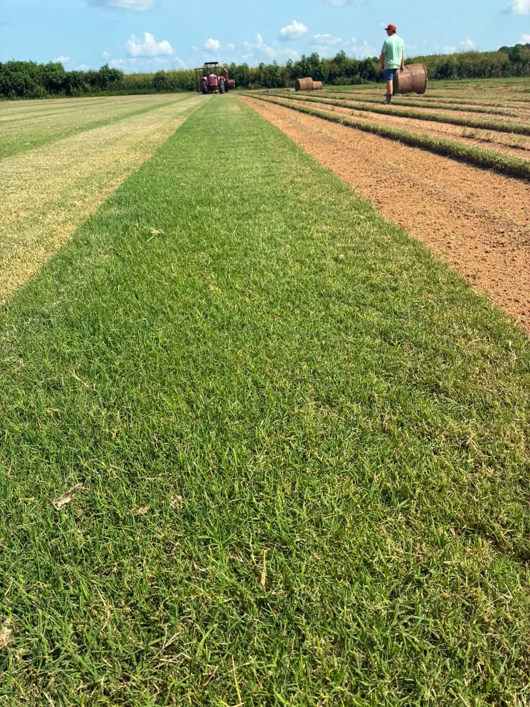 Freshly cut strips of sod beside a dirt track and harvesting equipment