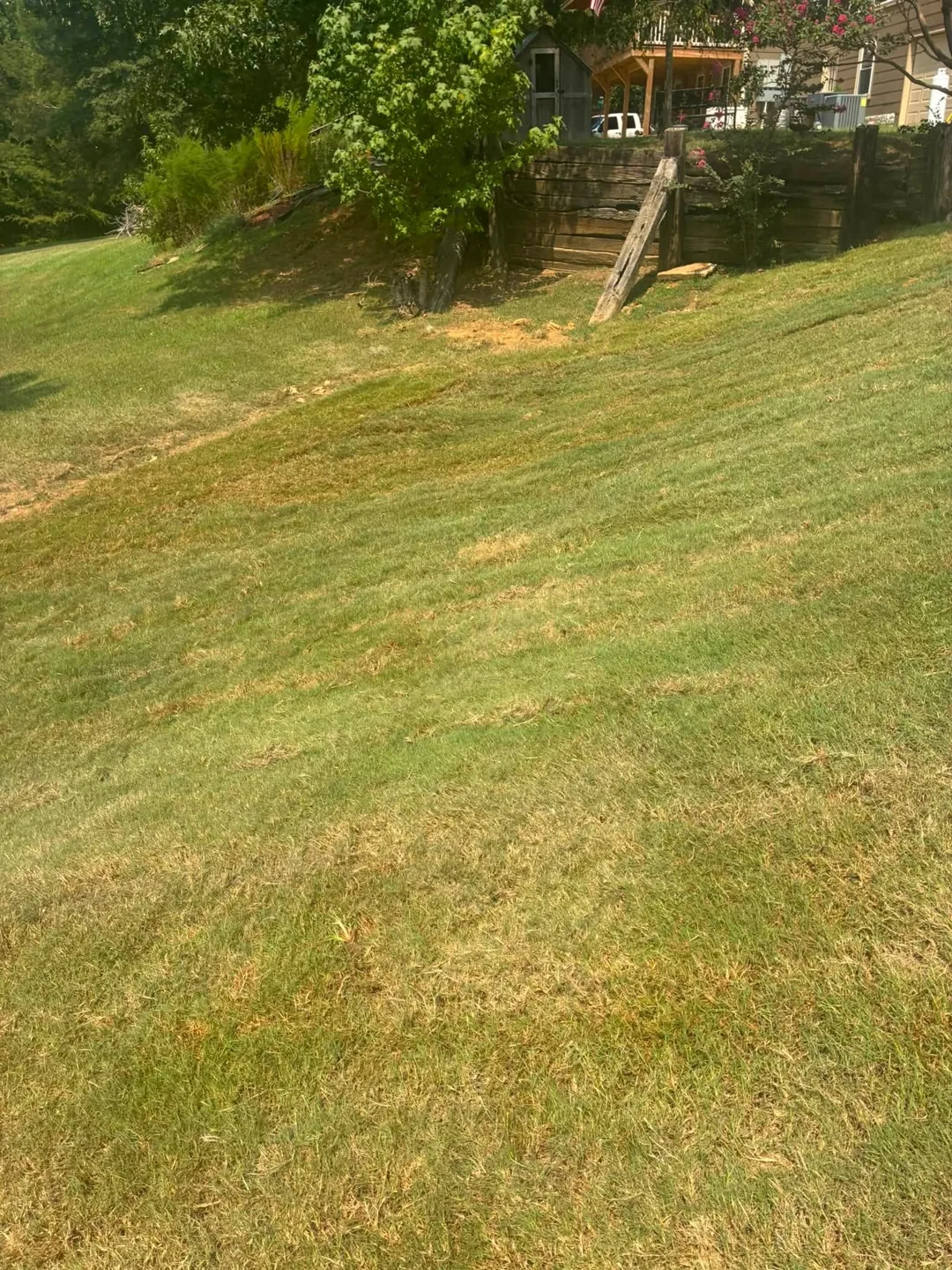 Newly installed lawn on a gentle slope beside mature trees
