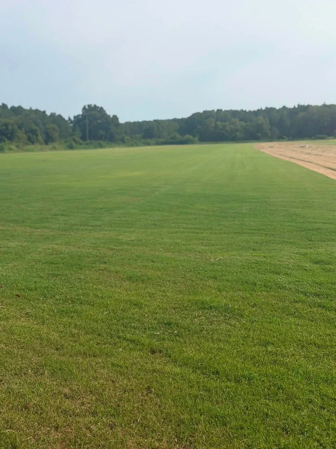 Wide sod field with a harvested edge and distant tree line