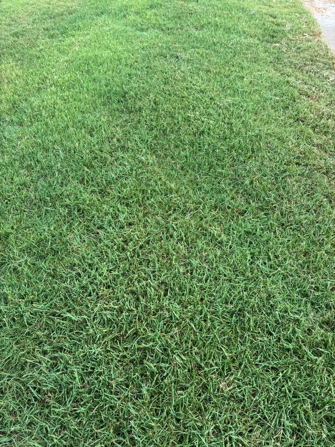Close view of dense green turf growing beside a harvested strip