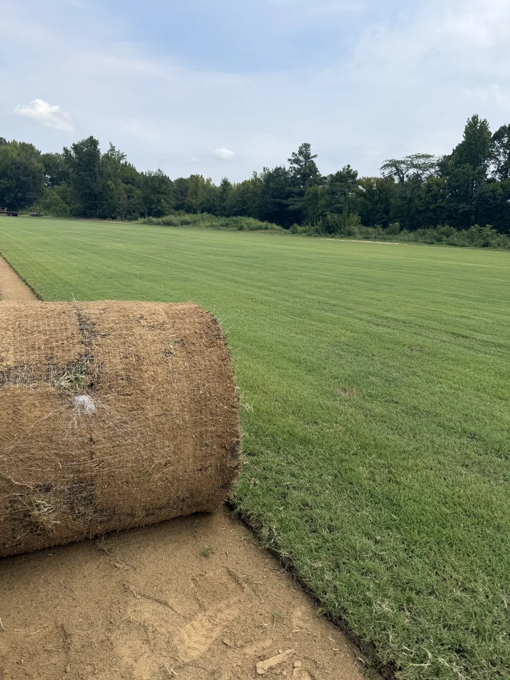 A large roll of freshly harvested sod beside a green sod field