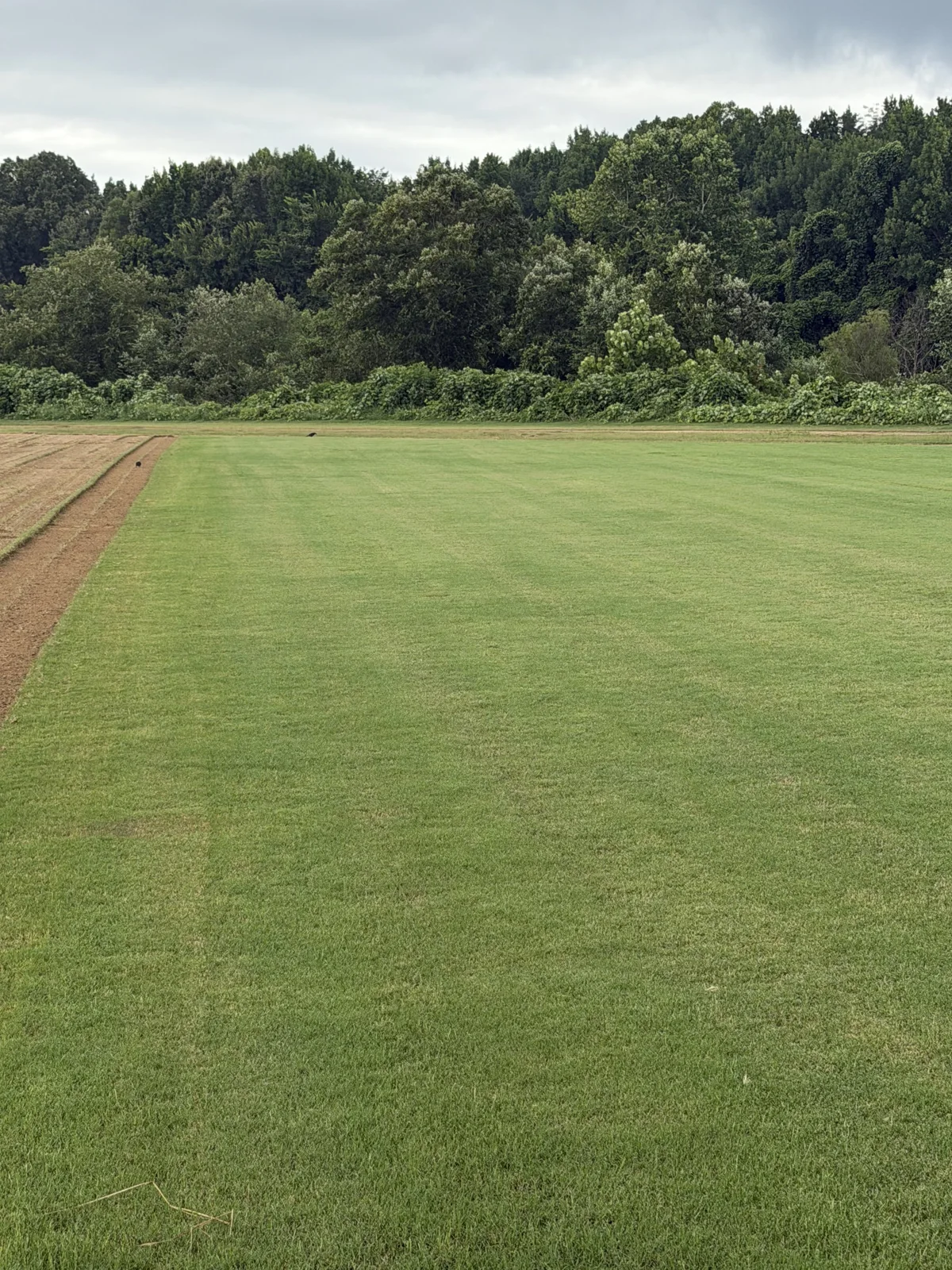 Green sod field bordered by trees with harvested rows along one side