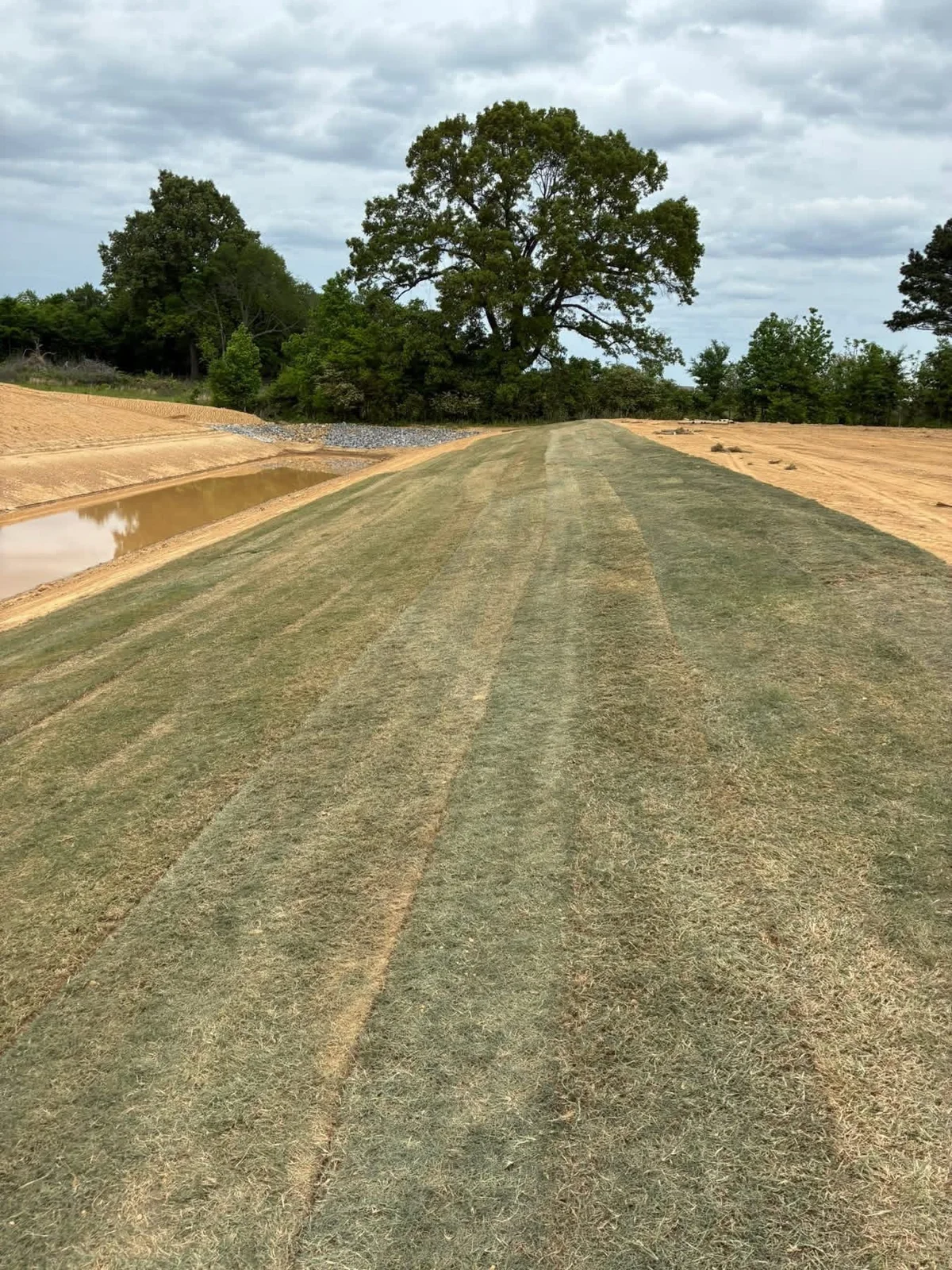 Fresh sod laid in long rows beside a graded drainage area and mature trees